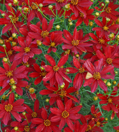 3 kpl Syyskaunosilmä ’Hot Paprika’