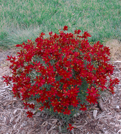 3 kpl Syyskaunosilmä ’Hot Paprika’