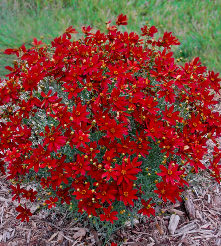 3 kpl Syyskaunosilmä ’Hot Paprika’