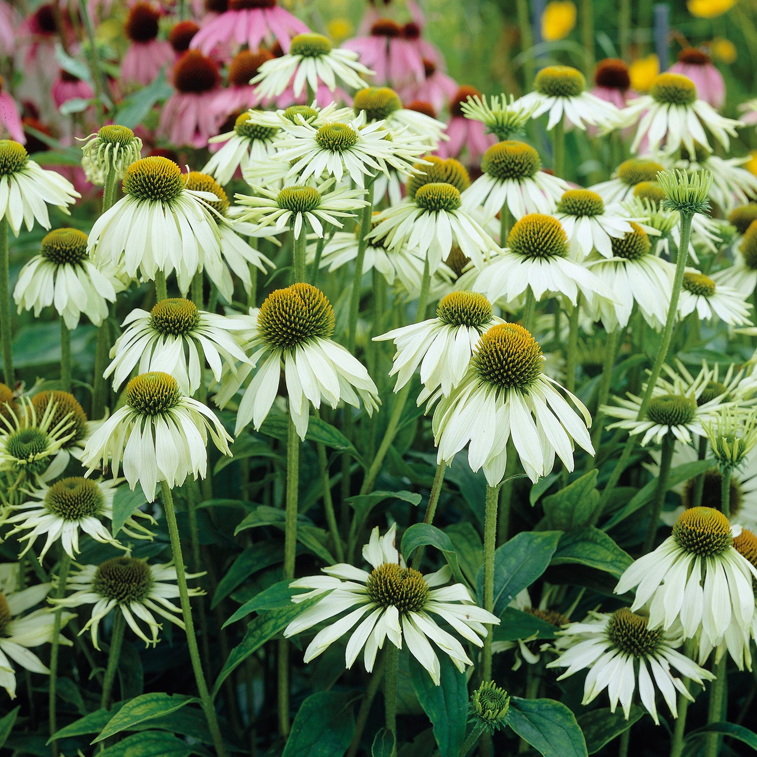 3 kpl Punahattu 'White Swan'