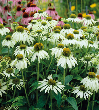 3 kpl Punahattu 'White Swan'