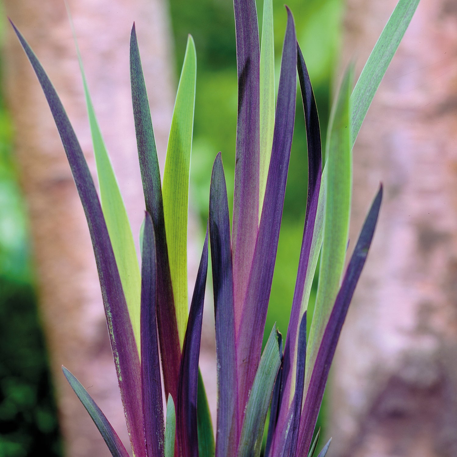 3 kpl Kirjokurjenmiekka 'Gerald Darby'