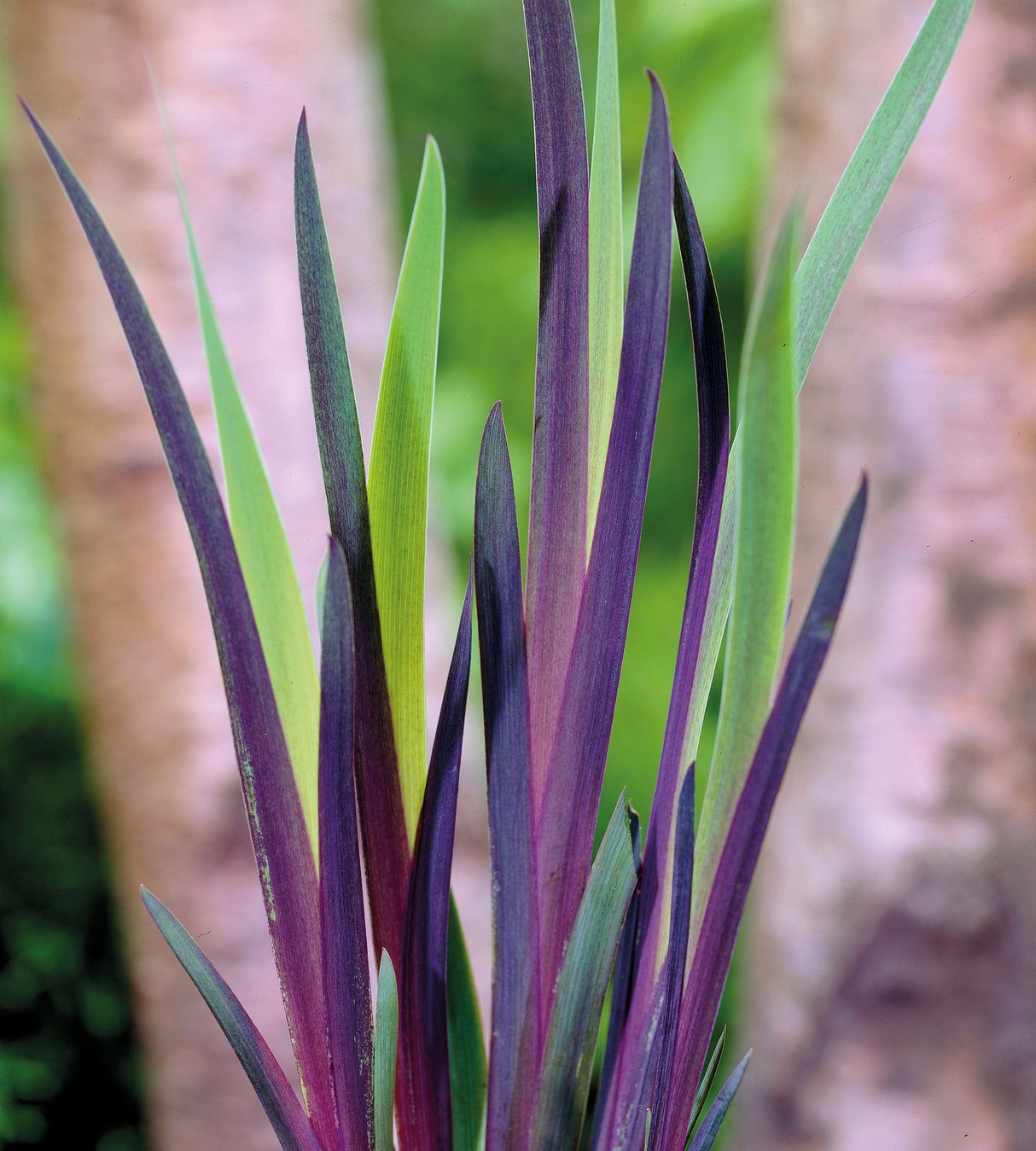 3 kpl Kirjokurjenmiekka 'Gerald Darby'