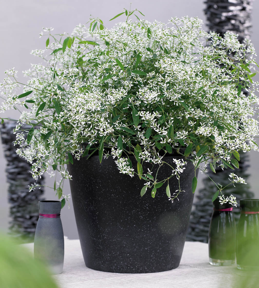 Poutapilvi ’Euphoria White’ 4 kpl