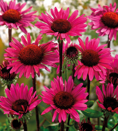 3 kpl Punahattu 'Magnus'
