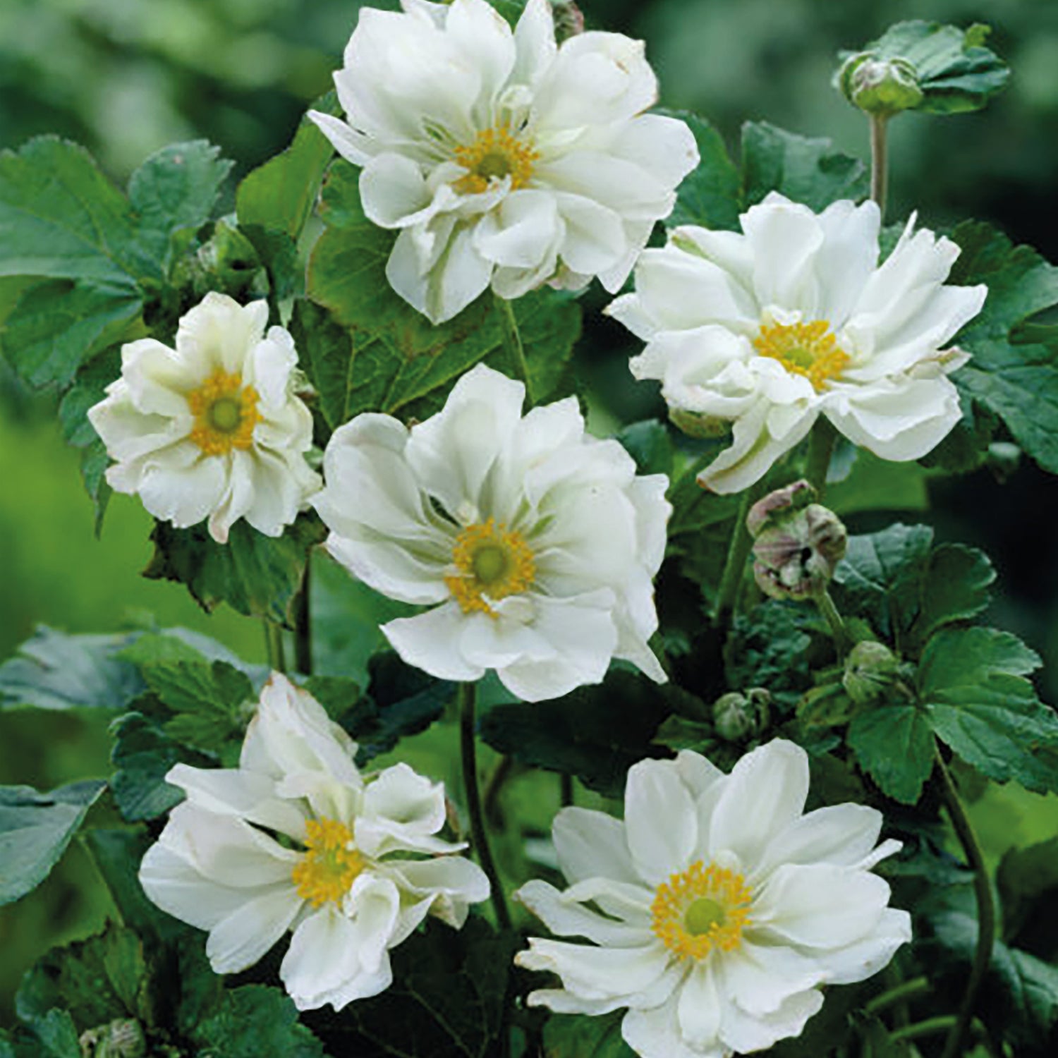 3 kpl Tarhasyysvuokko ’Whirlwind’