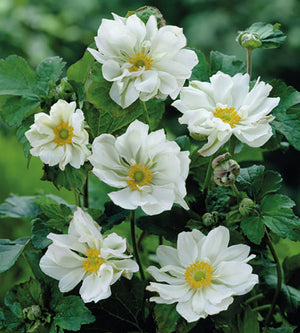 3 kpl Tarhasyysvuokko ’Whirlwind’