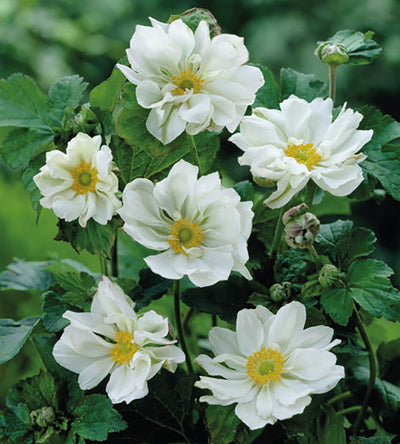 3 kpl Tarhasyysvuokko ’Whirlwind’