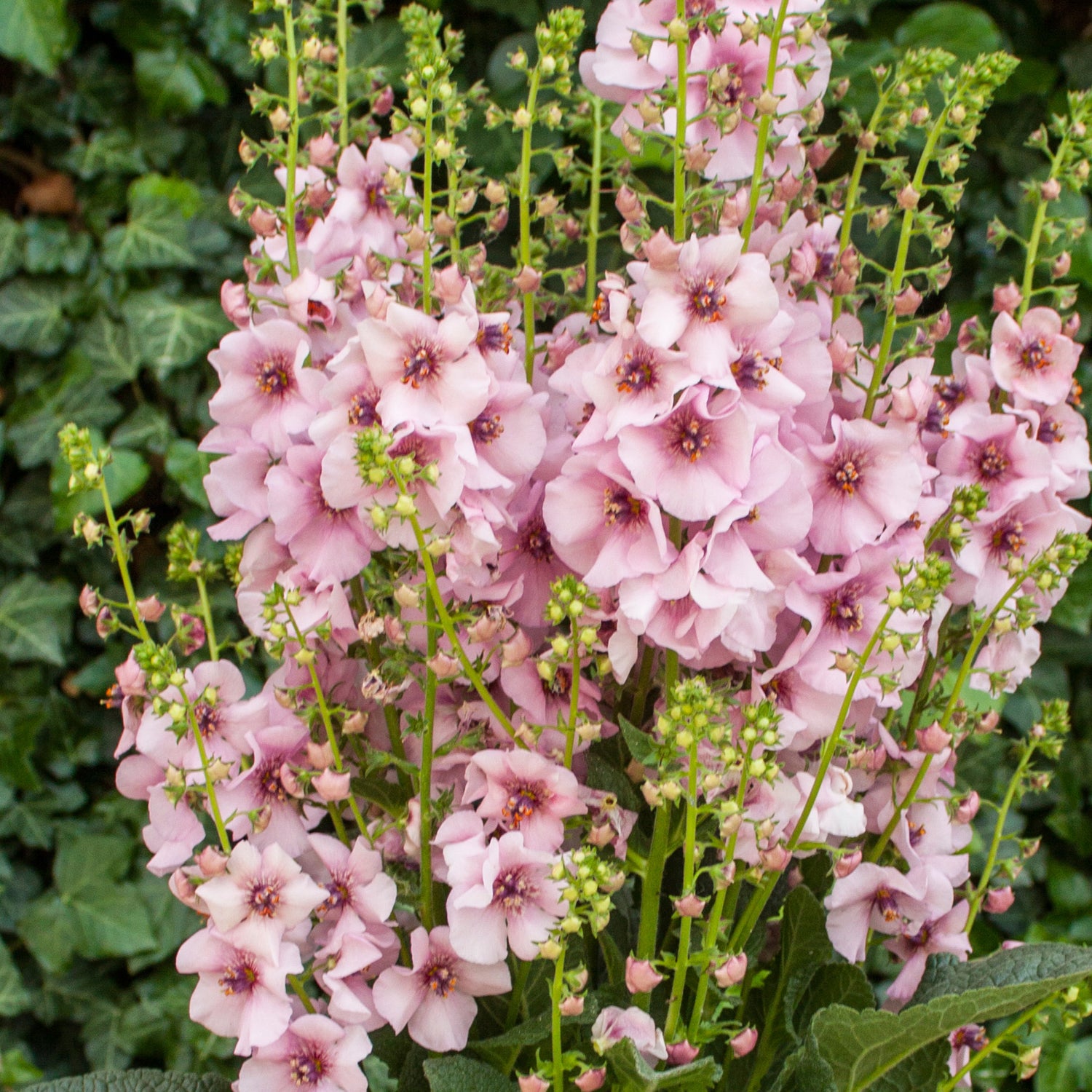3 kpl Tulikukka ’Rosie’