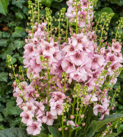 3 kpl Tulikukka ’Rosie’