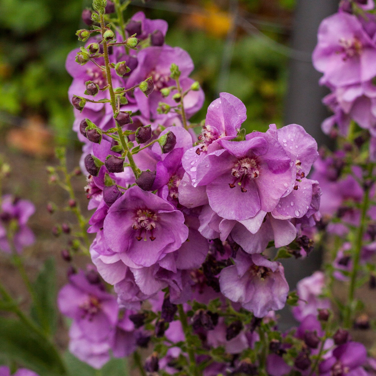 3 kpl Tulikukka ’Sugar Plum’