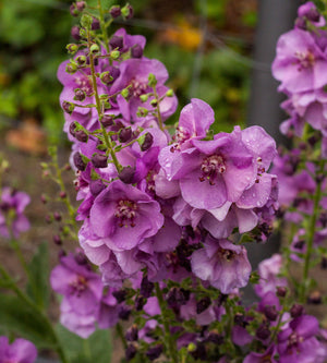 3 kpl Tulikukka ’Sugar Plum’
