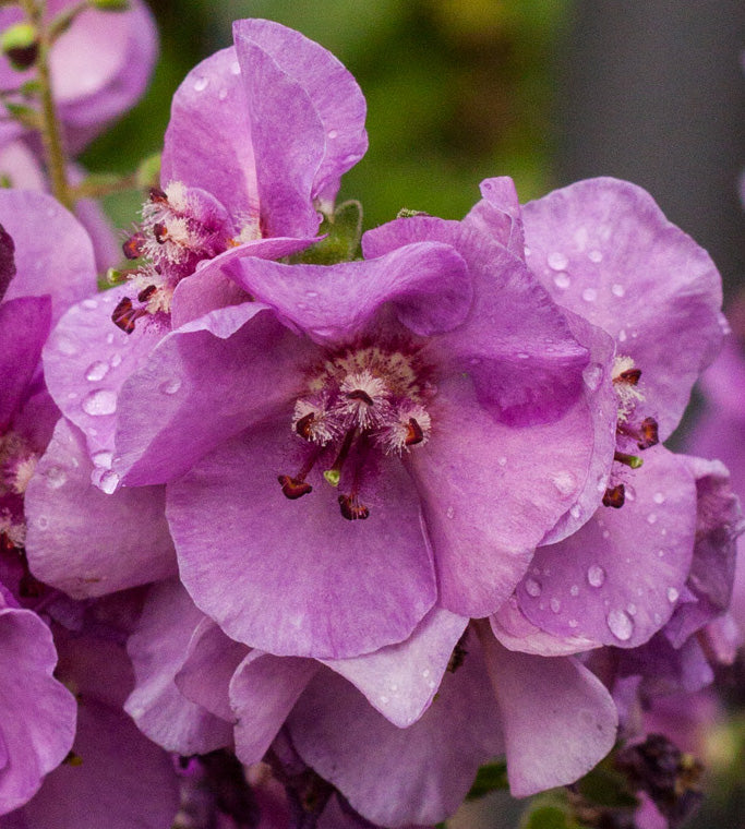3 kpl Tulikukka ’Sugar Plum’