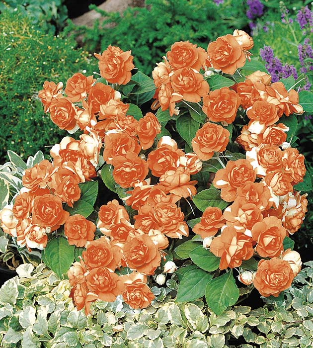 4 kpl Ahkeraliisa ’Fiesta Bonita Salmon’