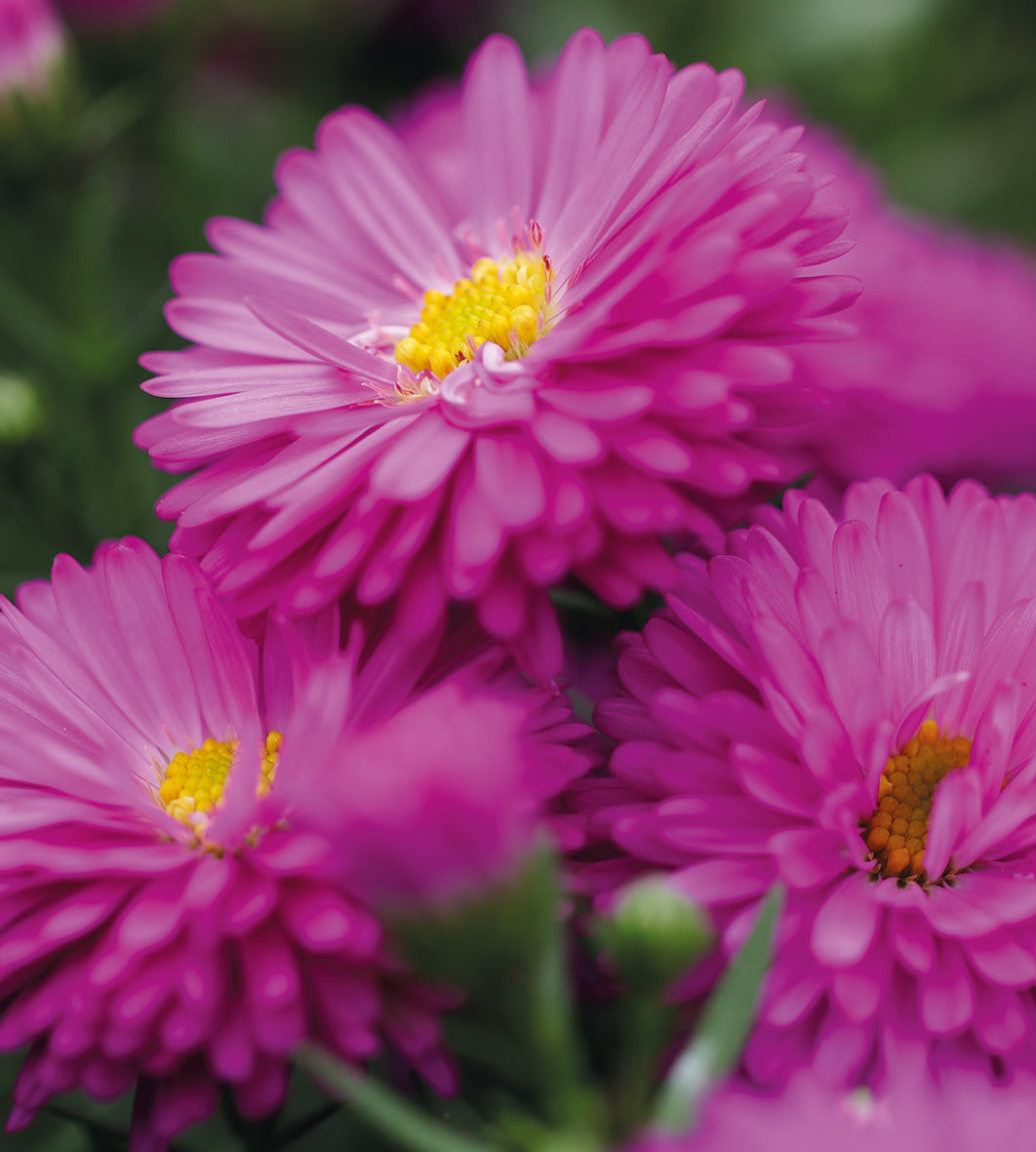3 kpl Syysasteri ’Patricia Ballard’