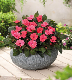 3 kpl Aurinkoliisa ’Rose Pink’