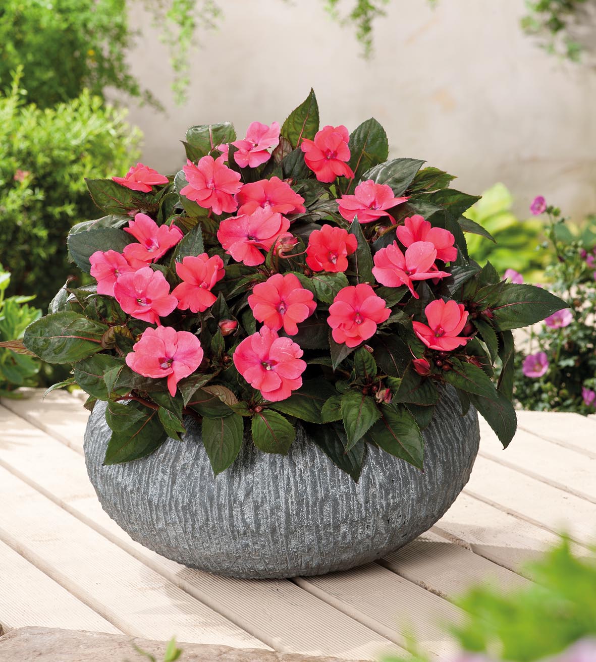 3 kpl Aurinkoliisa ’Rose Pink’