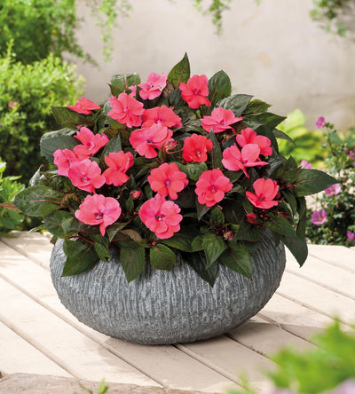 3 kpl Aurinkoliisa ’Rose Pink’