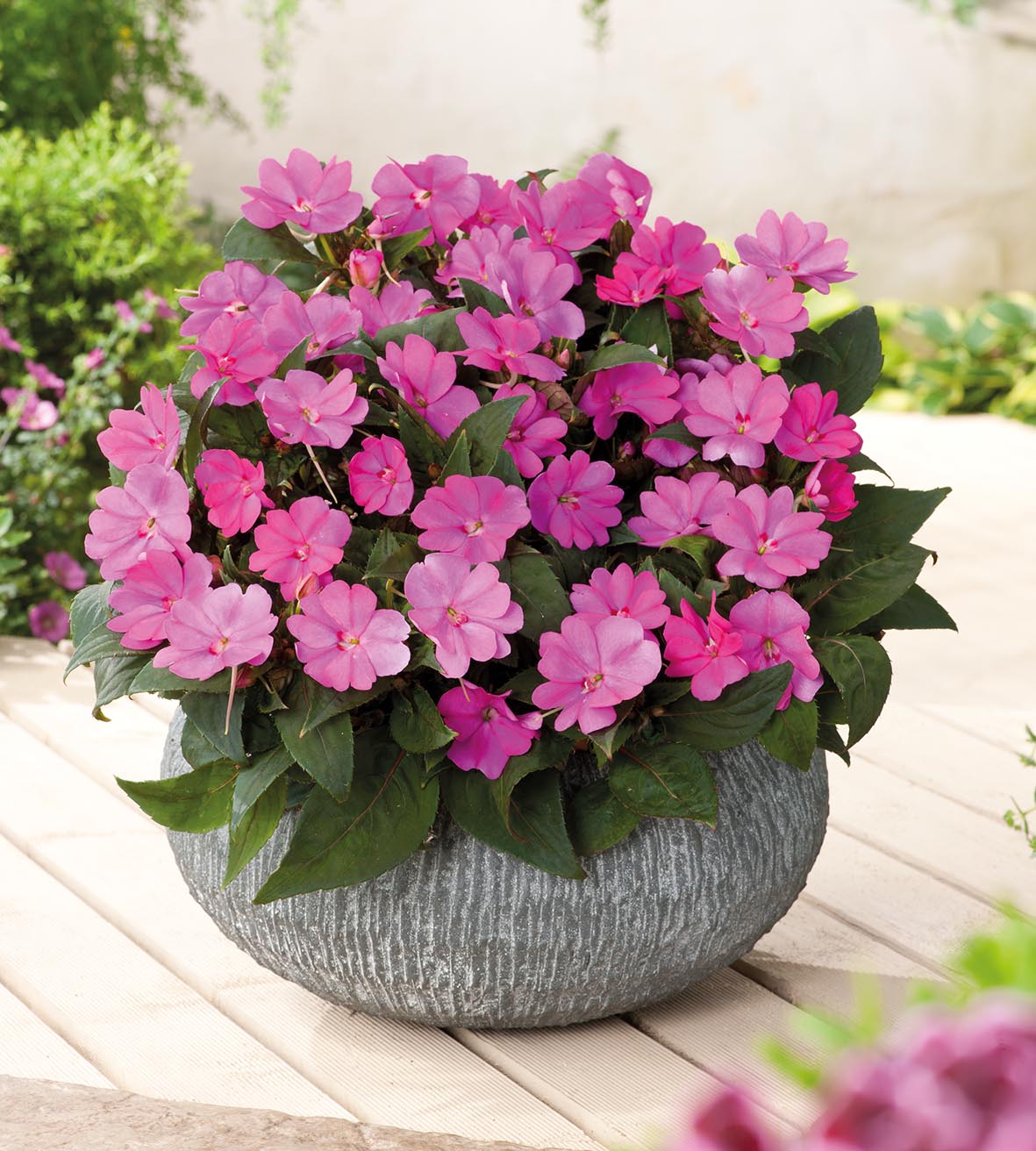 3 kpl Aurinkoliisa ’Lavender’