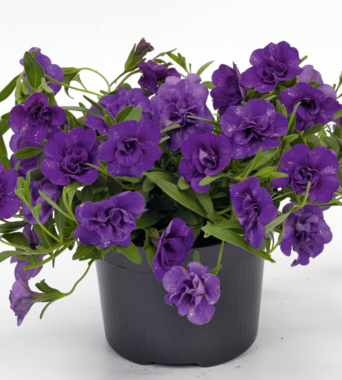 4 kpl Miljoonakello lajitelma