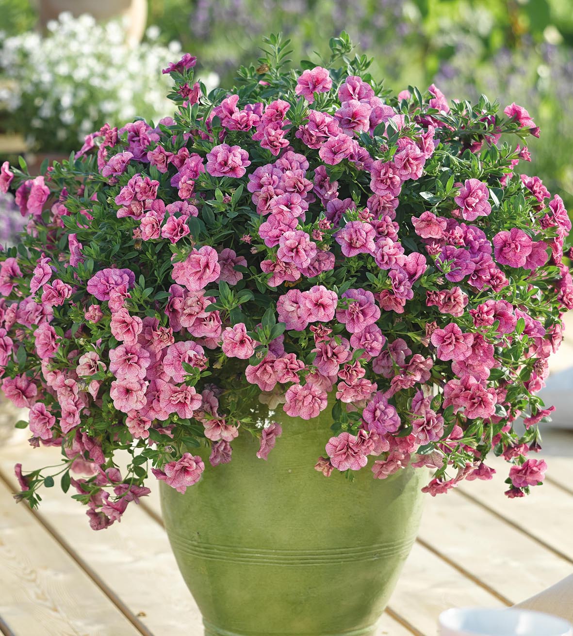 4 kpl Miljoonakello 'Pink Vein'