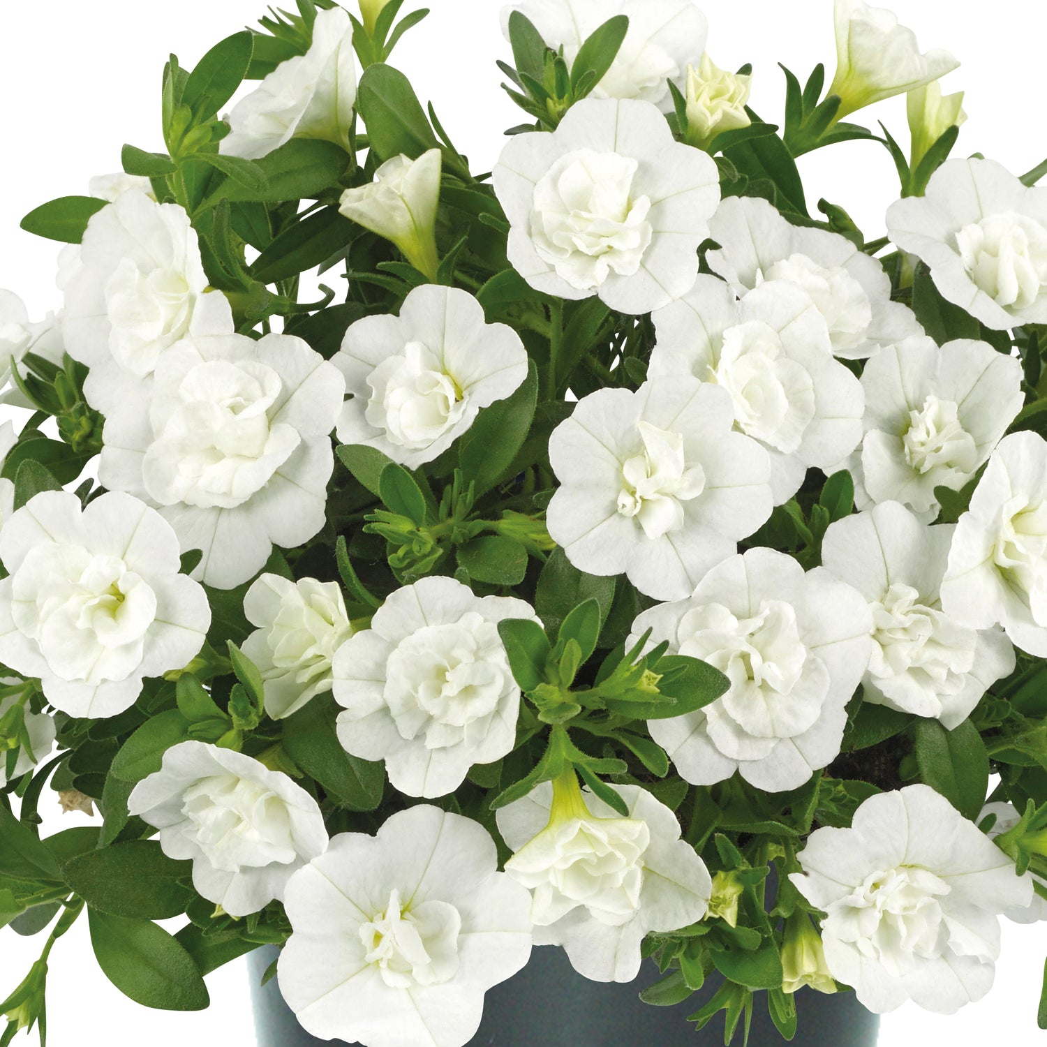 Miljoonakello 'Double White' 4 kpl