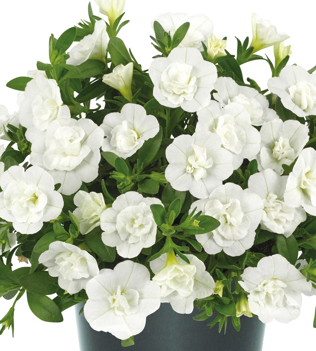 Miljoonakello 'Double White' 4 kpl