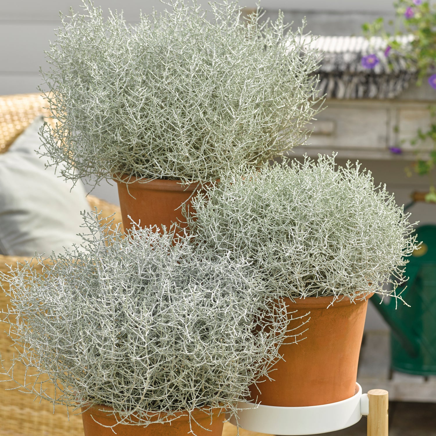5 kpl Hopealanka ’Silver Electra’