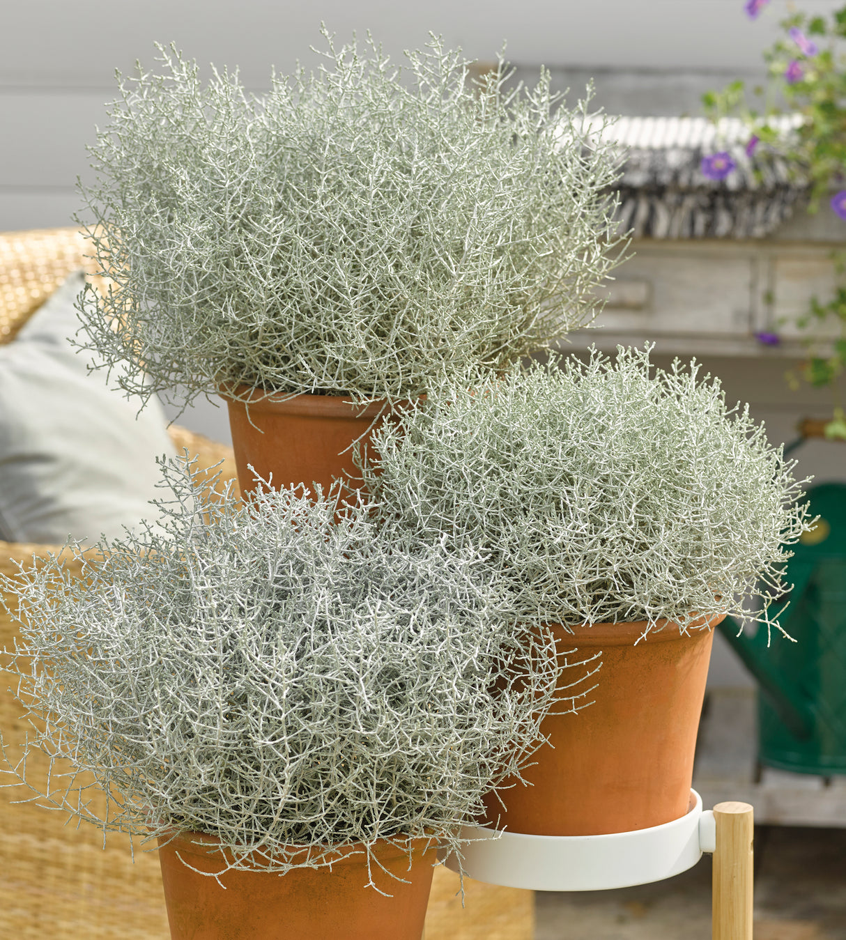 5 kpl Hopealanka ’Silver Electra’
