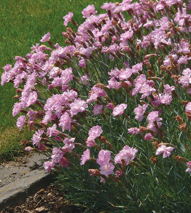 3 kpl Sulkaneilikka ’Double Rose’