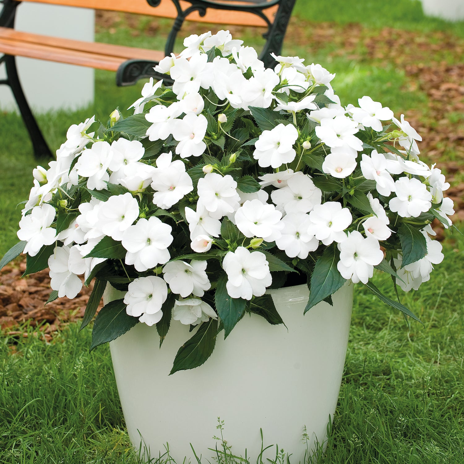 4 kpl Uudenguineanliisa ’White’