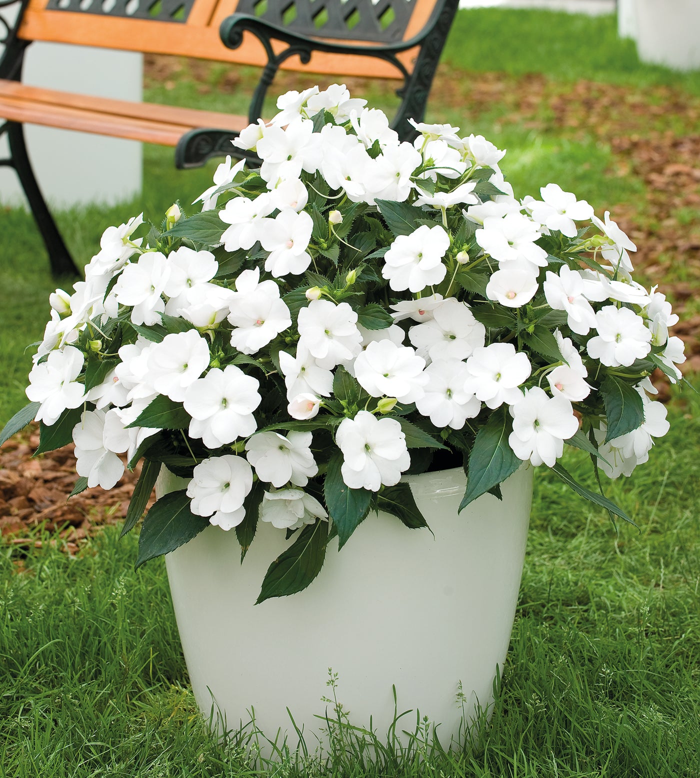 4 kpl Uudenguineanliisa ’White’