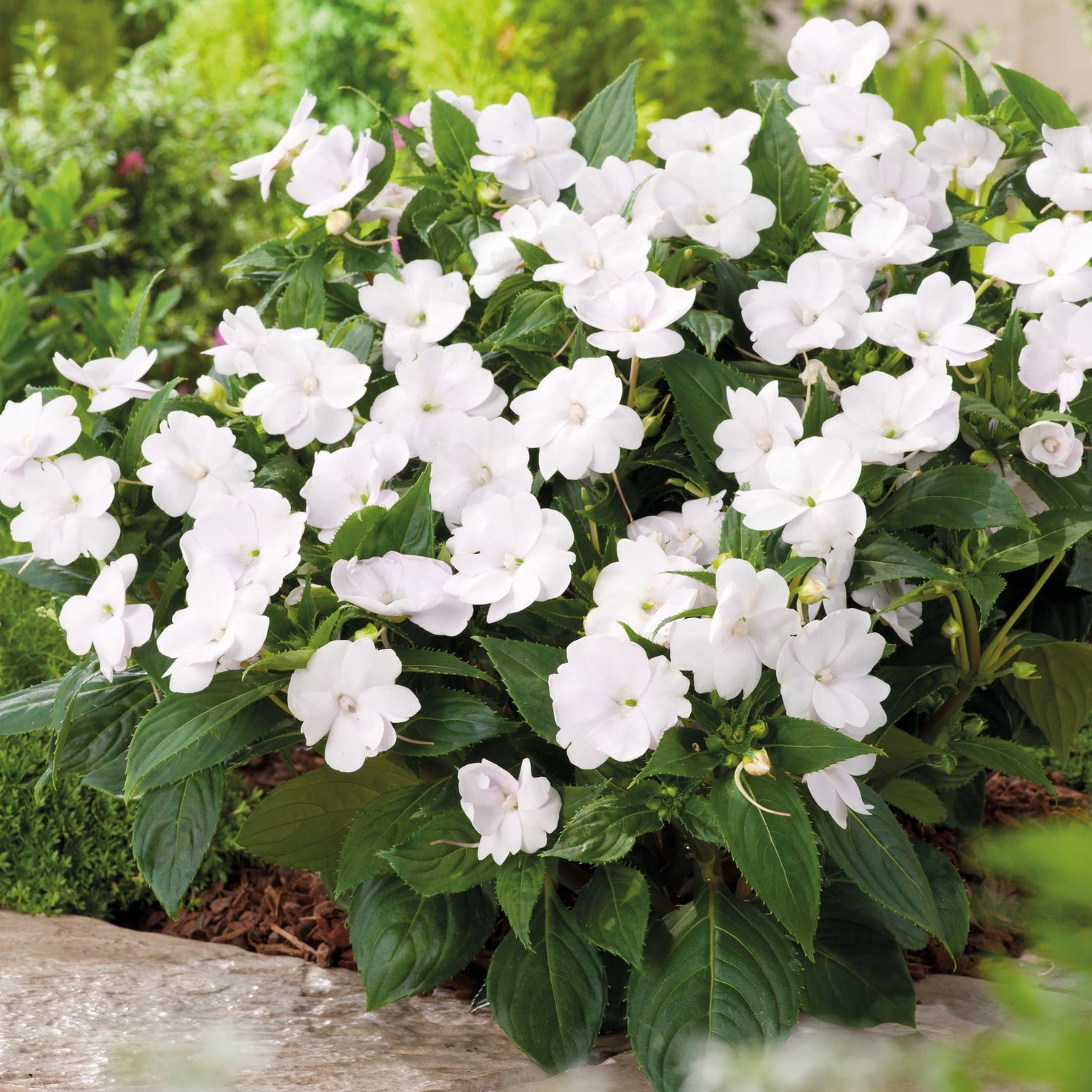 3 kpl Aurinkoliisa ’White’