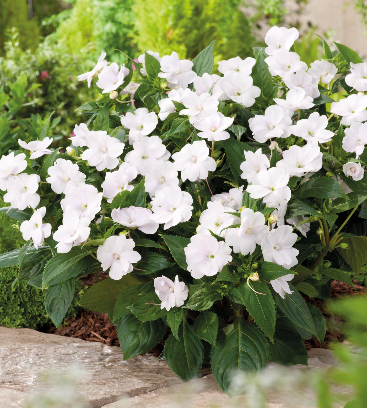 3 kpl Aurinkoliisa ’White’