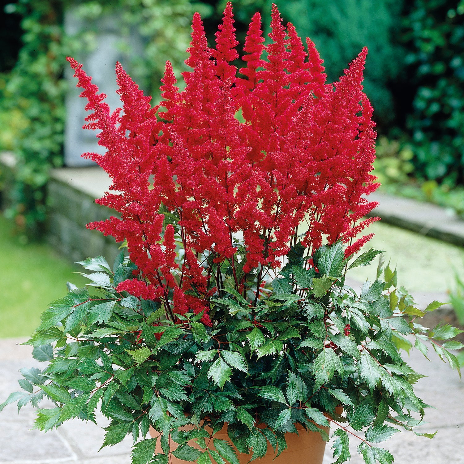 3 kpl Tarhajaloangervo ’Fireberry’