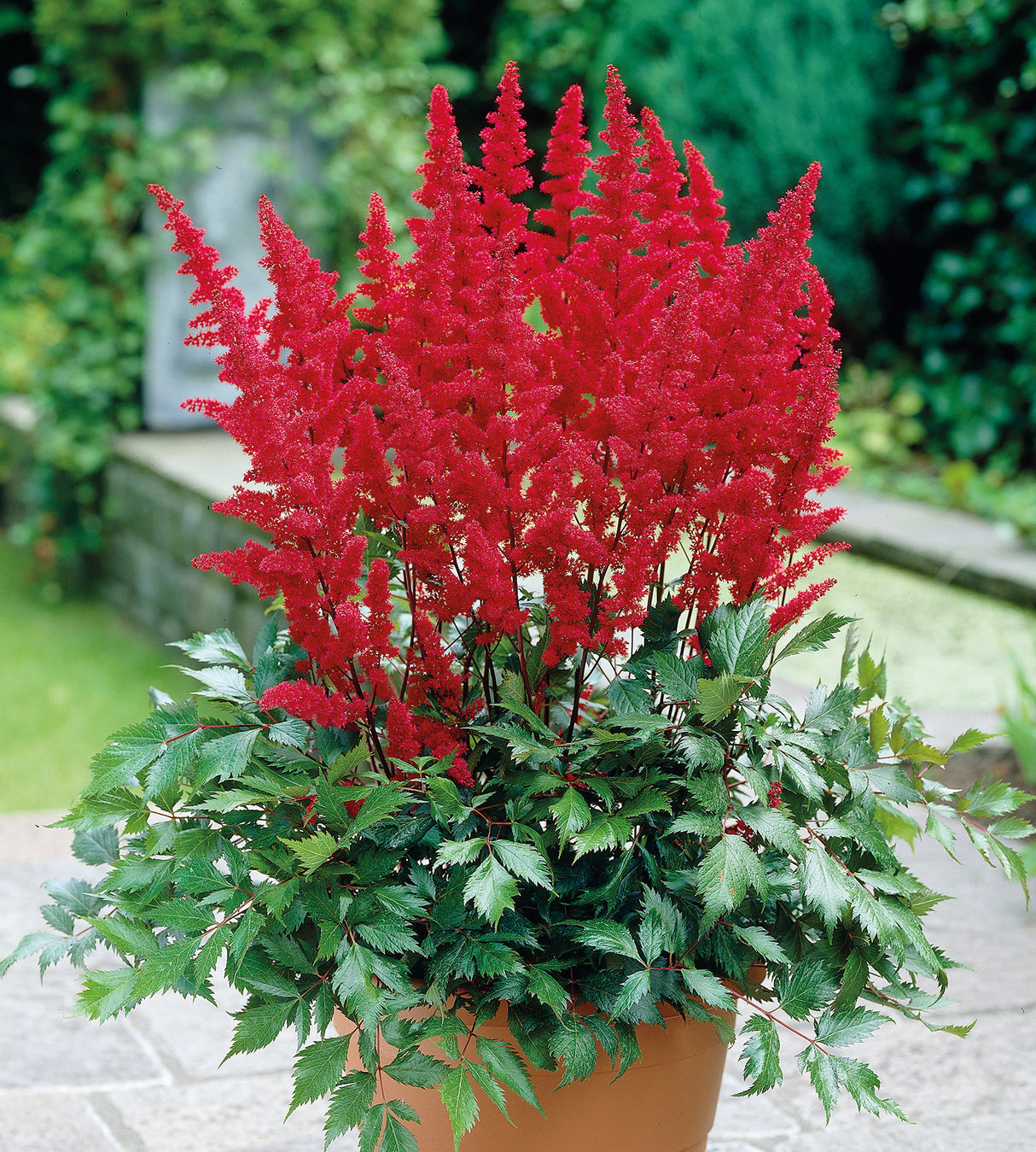 3 kpl Tarhajaloangervo ’Fireberry’