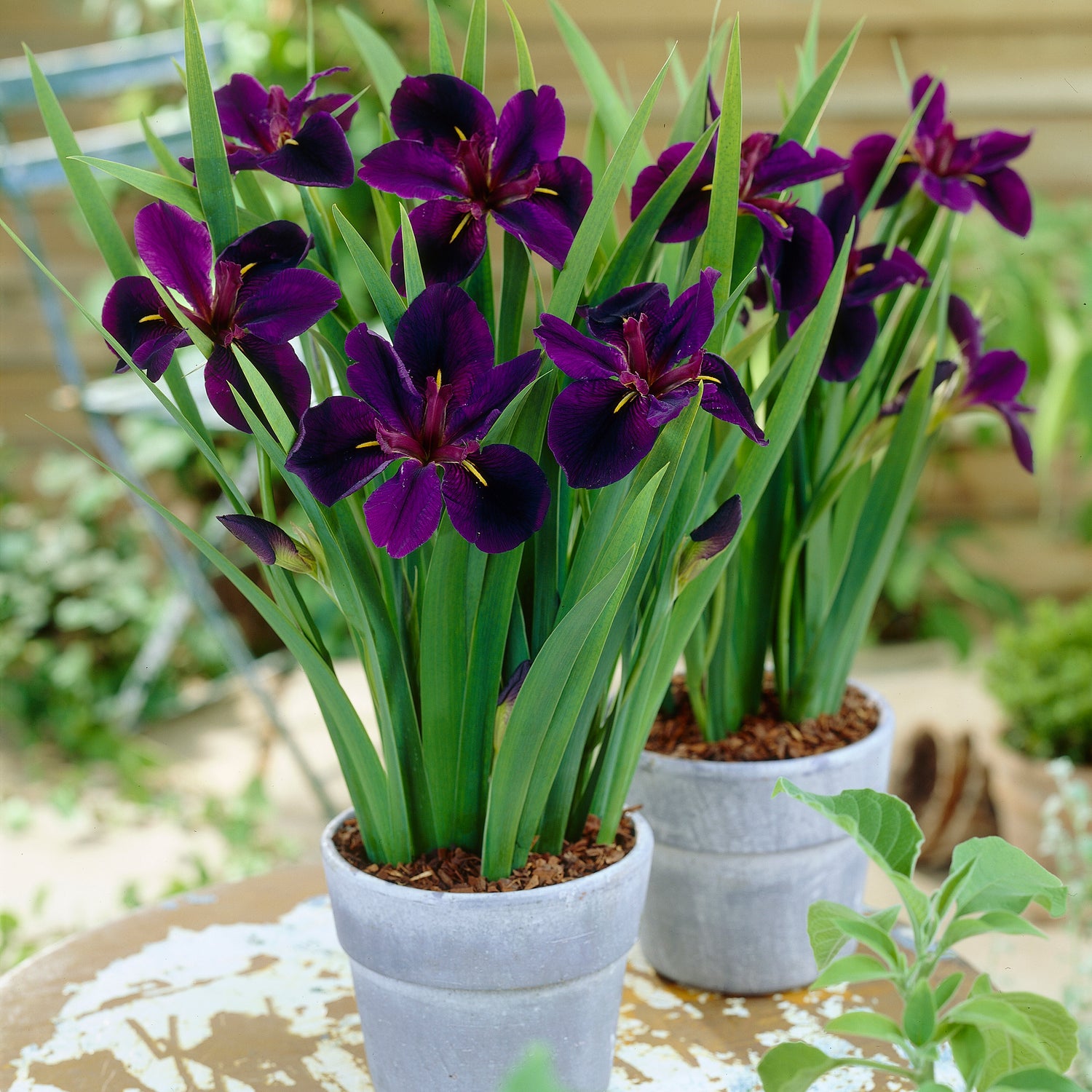 3 kpl Kurjenmiekka ’Black Gamecock’