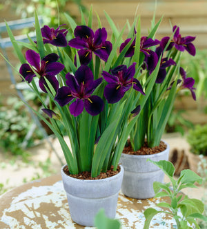 3 kpl Kurjenmiekka ’Black Gamecock’