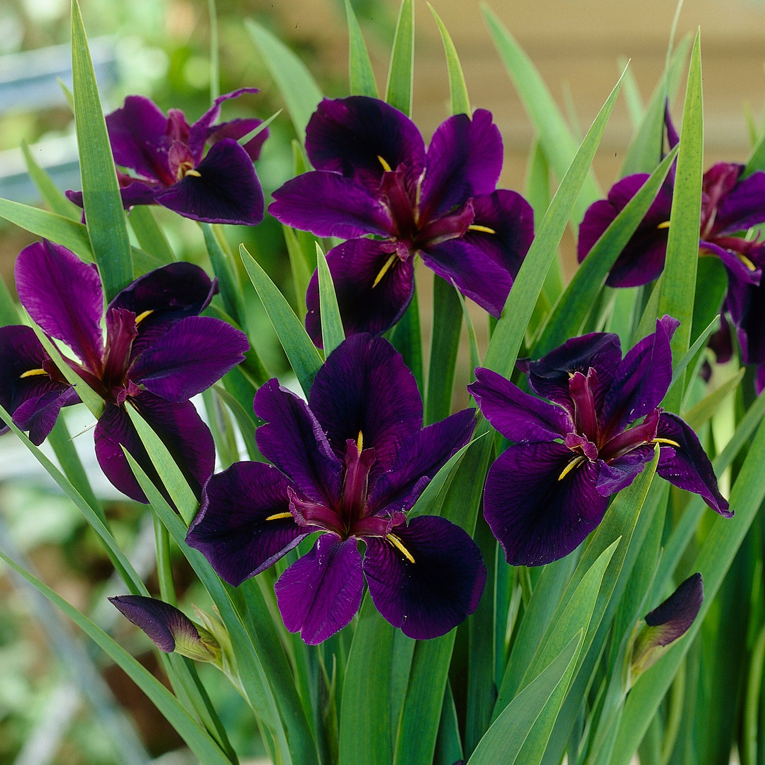 3 kpl Kurjenmiekka ’Black Gamecock’