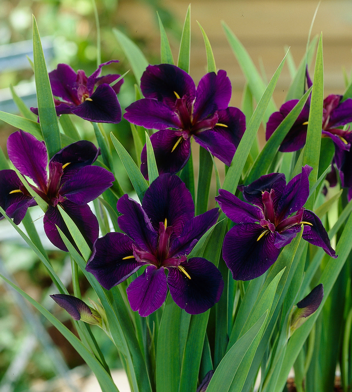 3 kpl Kurjenmiekka ’Black Gamecock’