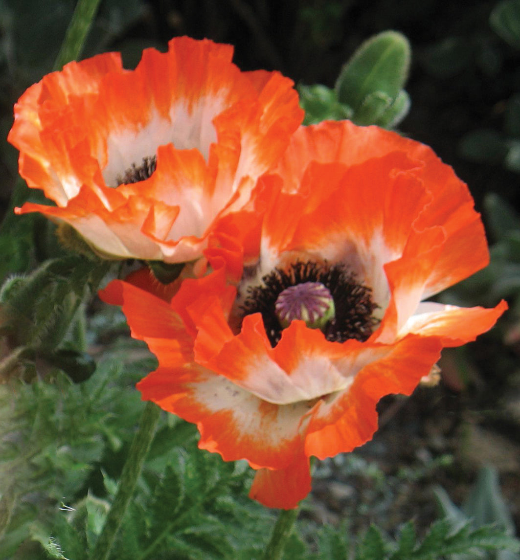 3 kpl Idänunikko ’Orange Glow'