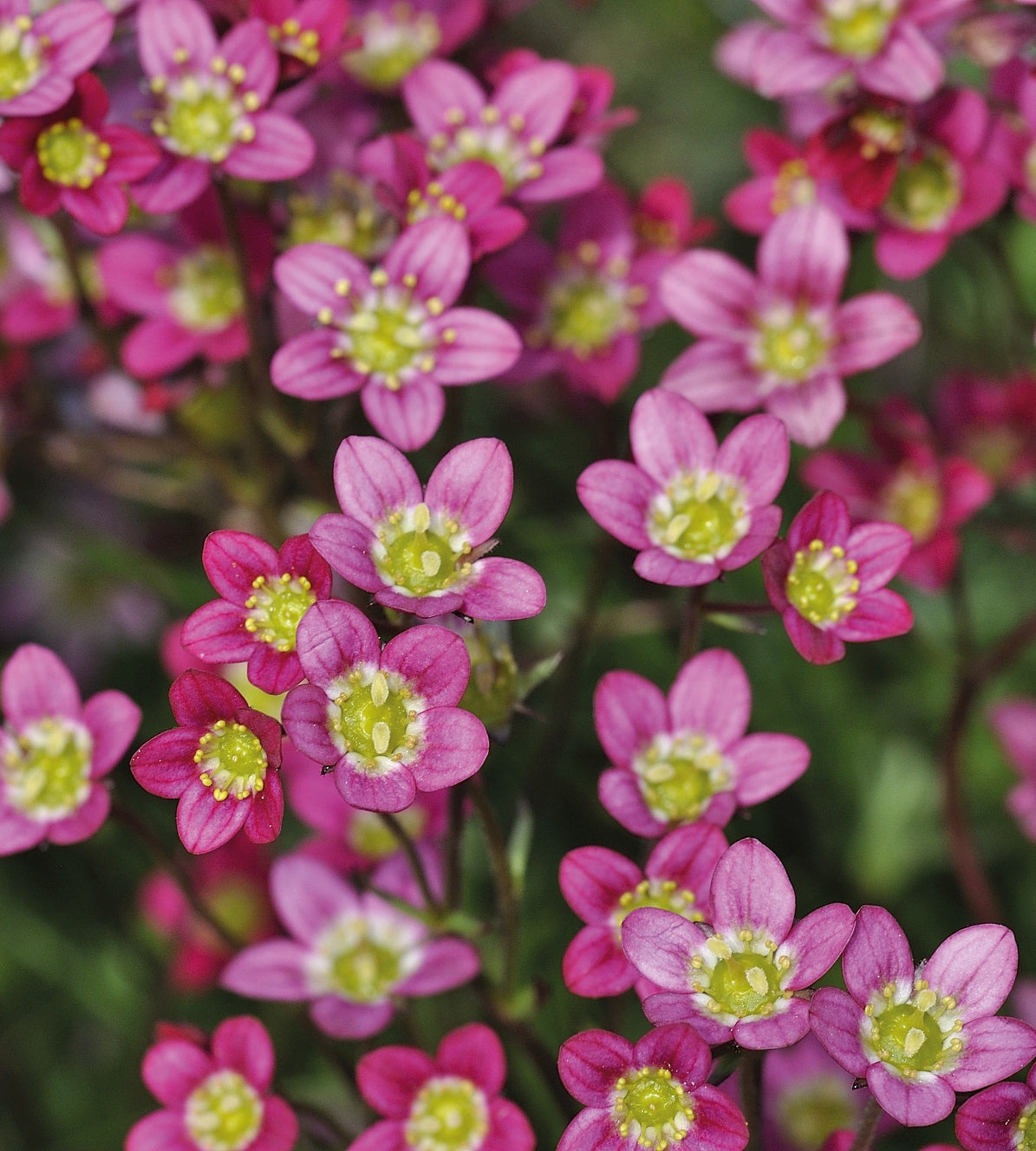 3 kpl Patjarikko ’Carpet Pink’