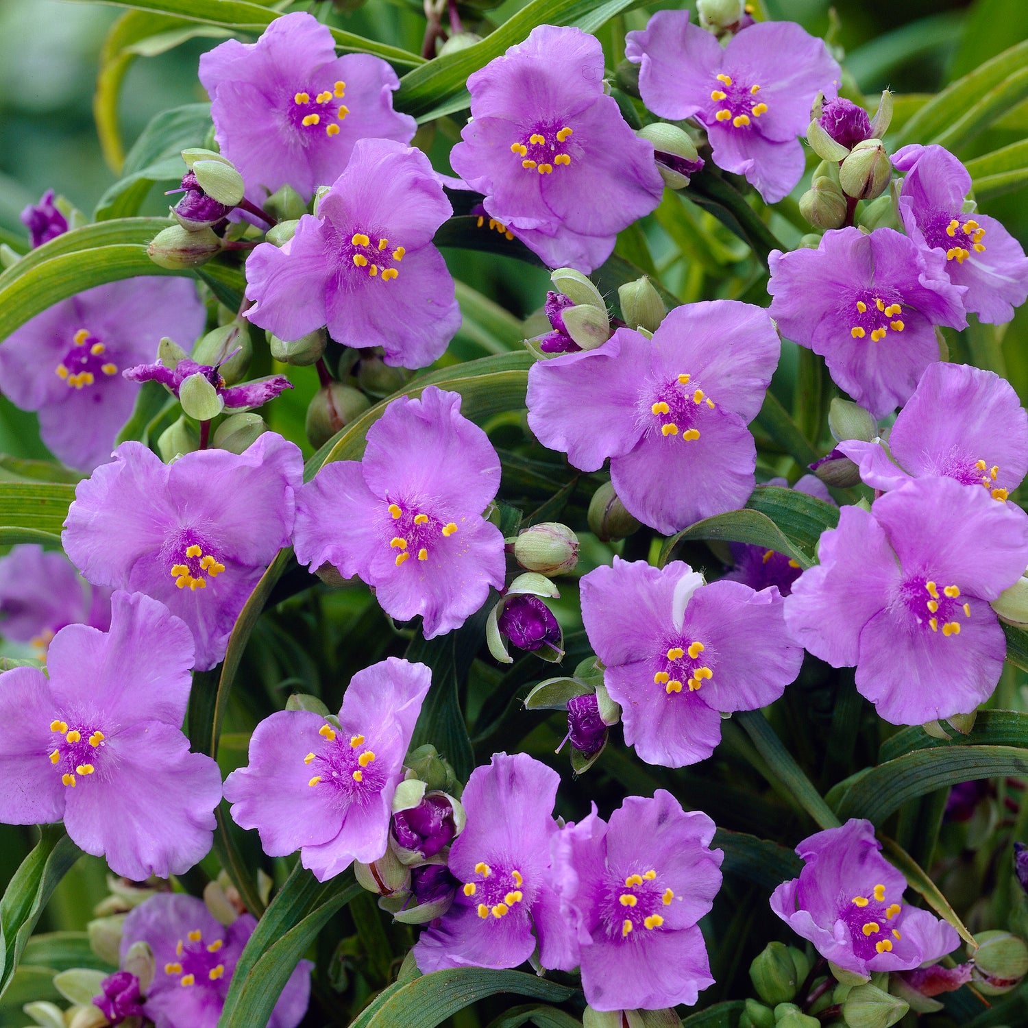 3 kpl Tarhajuoru ’Little Doll’