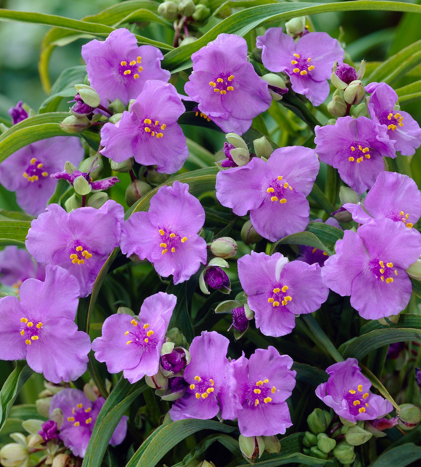 3 kpl Tarhajuoru ’Little Doll’