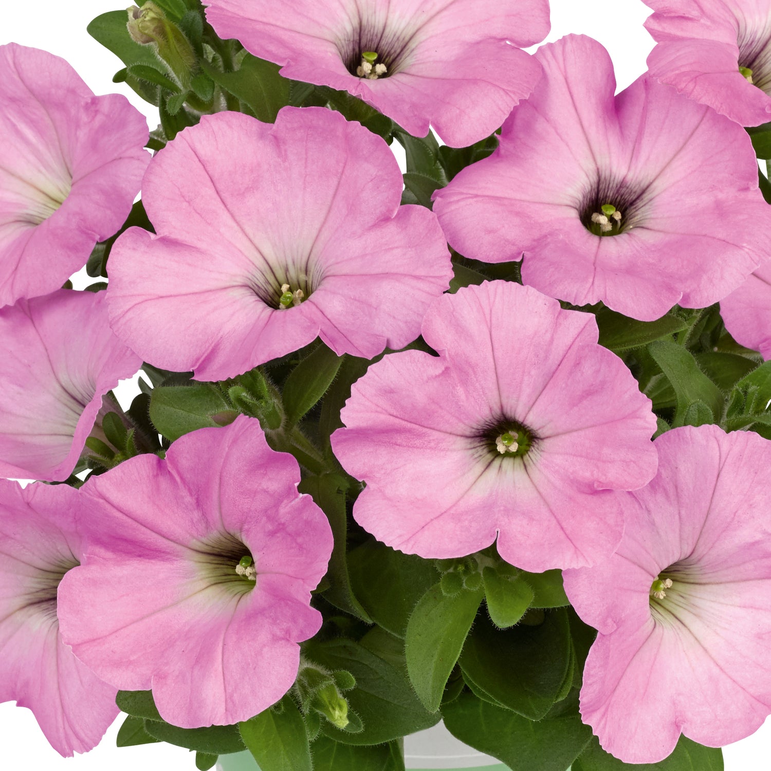 4 kpl Petunia ’Light Pink’