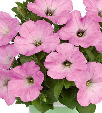 4 kpl Petunia ’Light Pink’