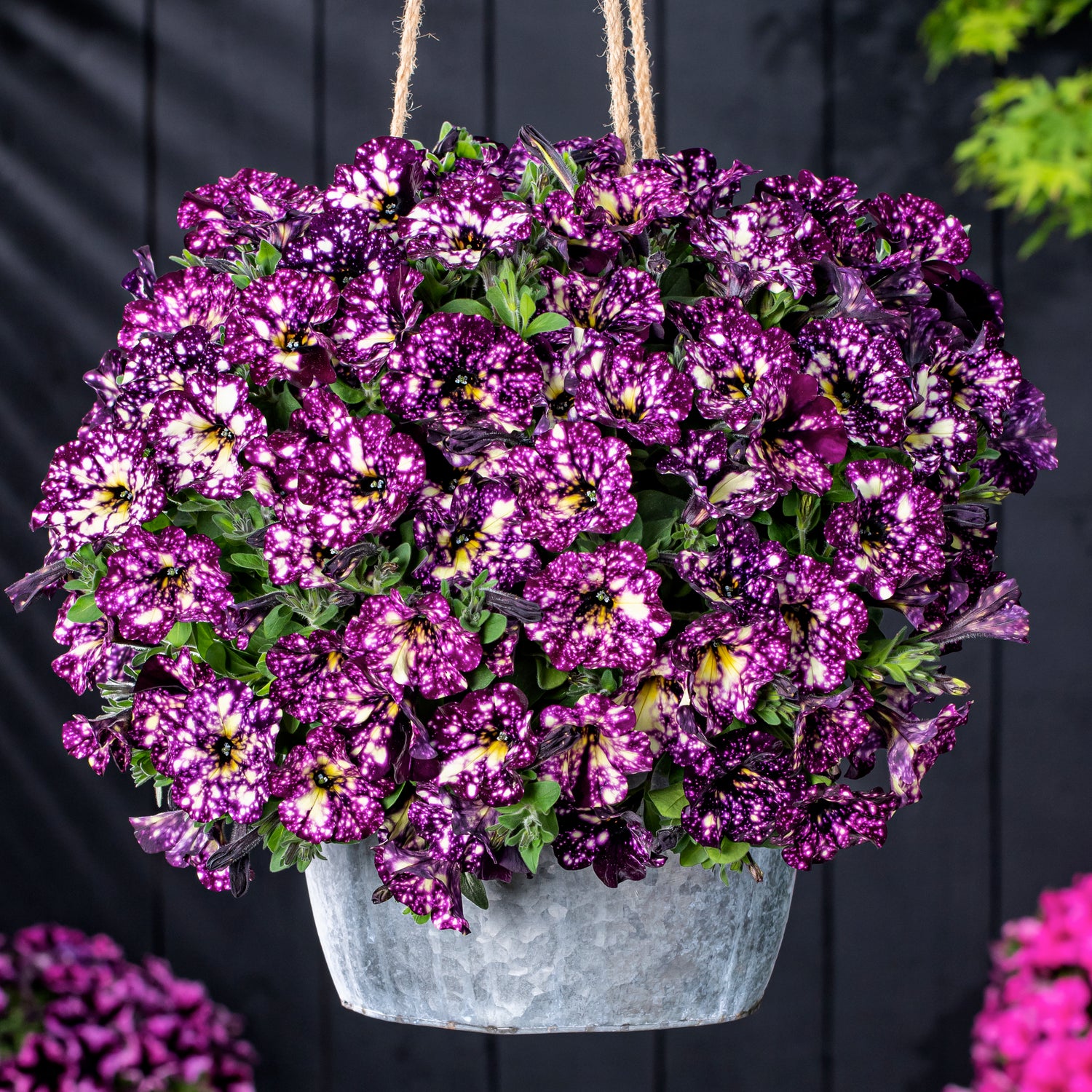 Petunia ’Magenta Mambo’ 4 kpl