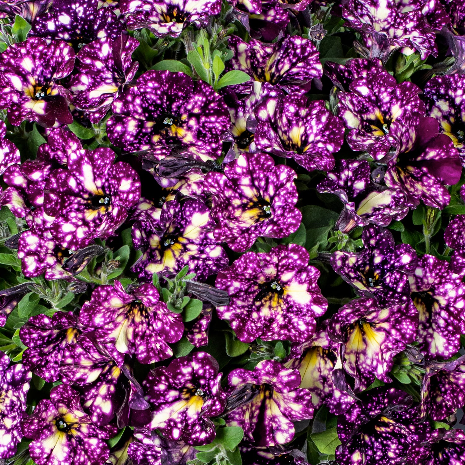 Petunia ’Magenta Mambo’ 4 kpl