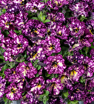 Petunia ’Magenta Mambo’ 4 kpl
