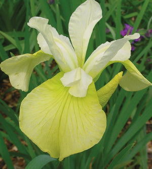 3 kpl Kurjenmiekka ’Butter and Sugar’